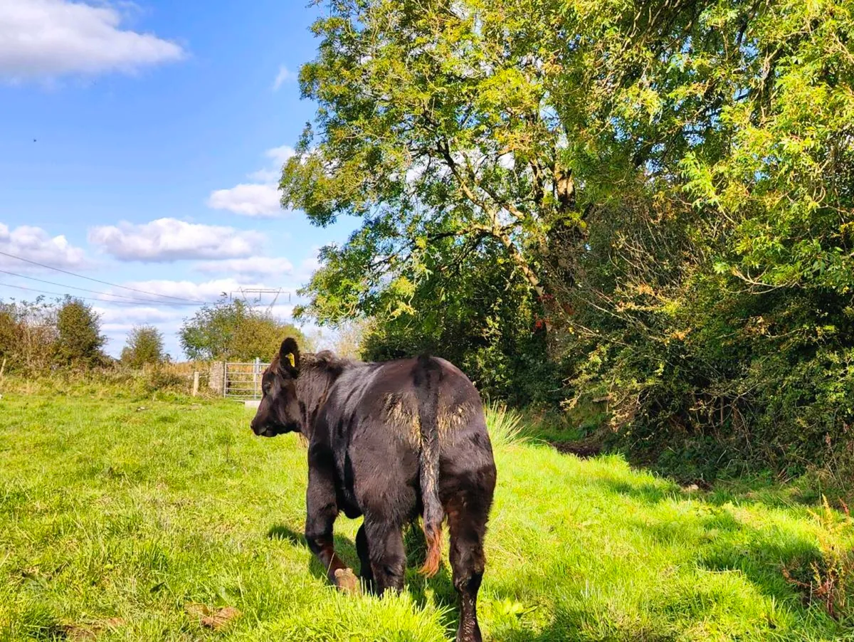 Pedigree Angus bulls - Image 4