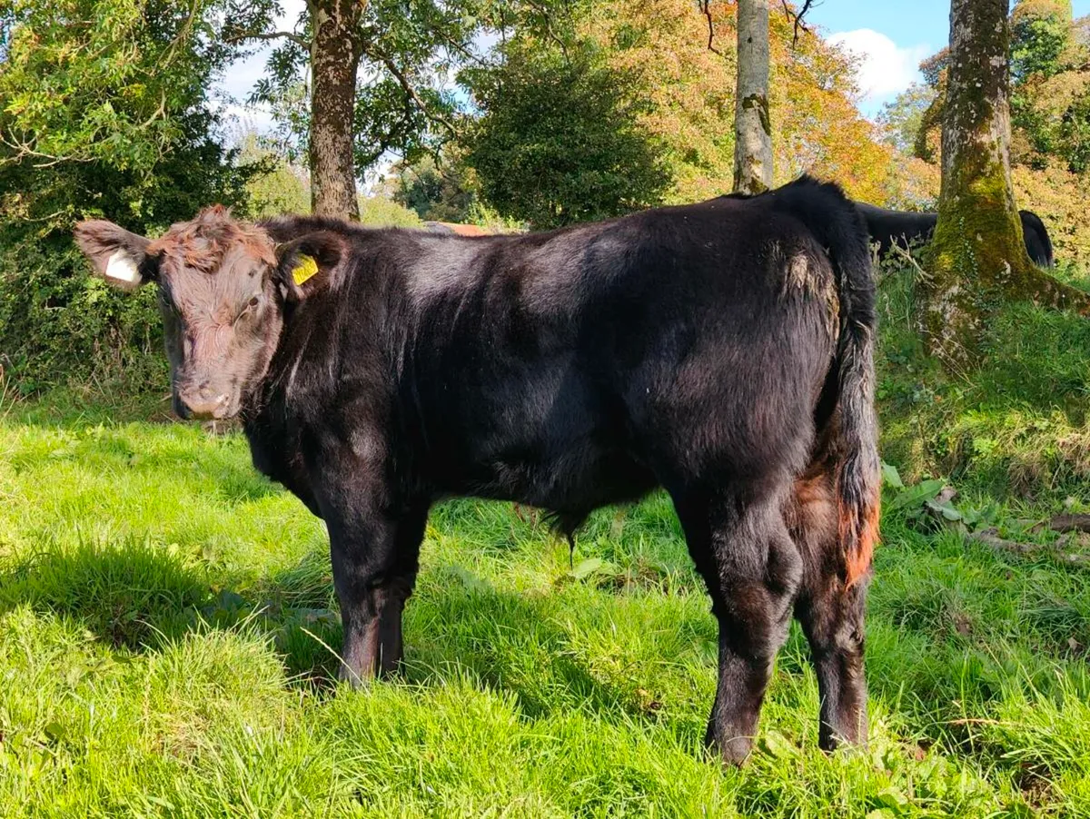Pedigree Angus bulls - Image 1