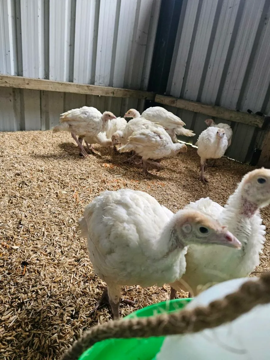 Young White Turkeys - Image 2