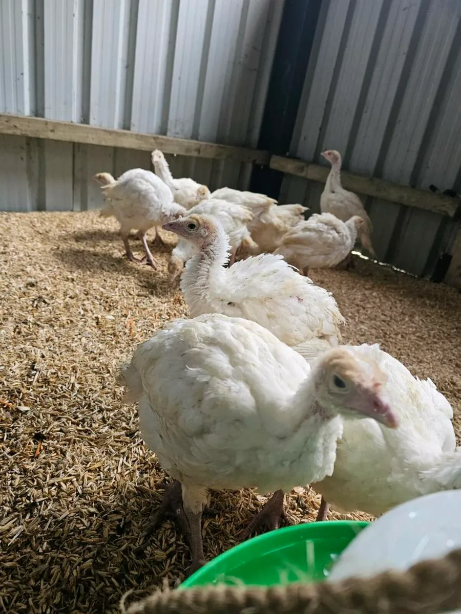 Young White Turkeys - Image 3