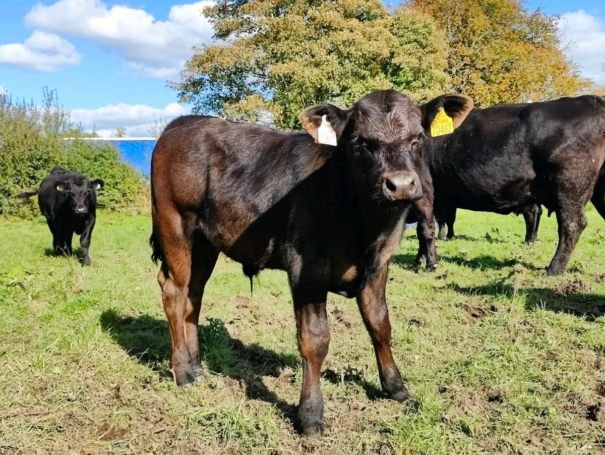 Limousine bull calf - Image 2