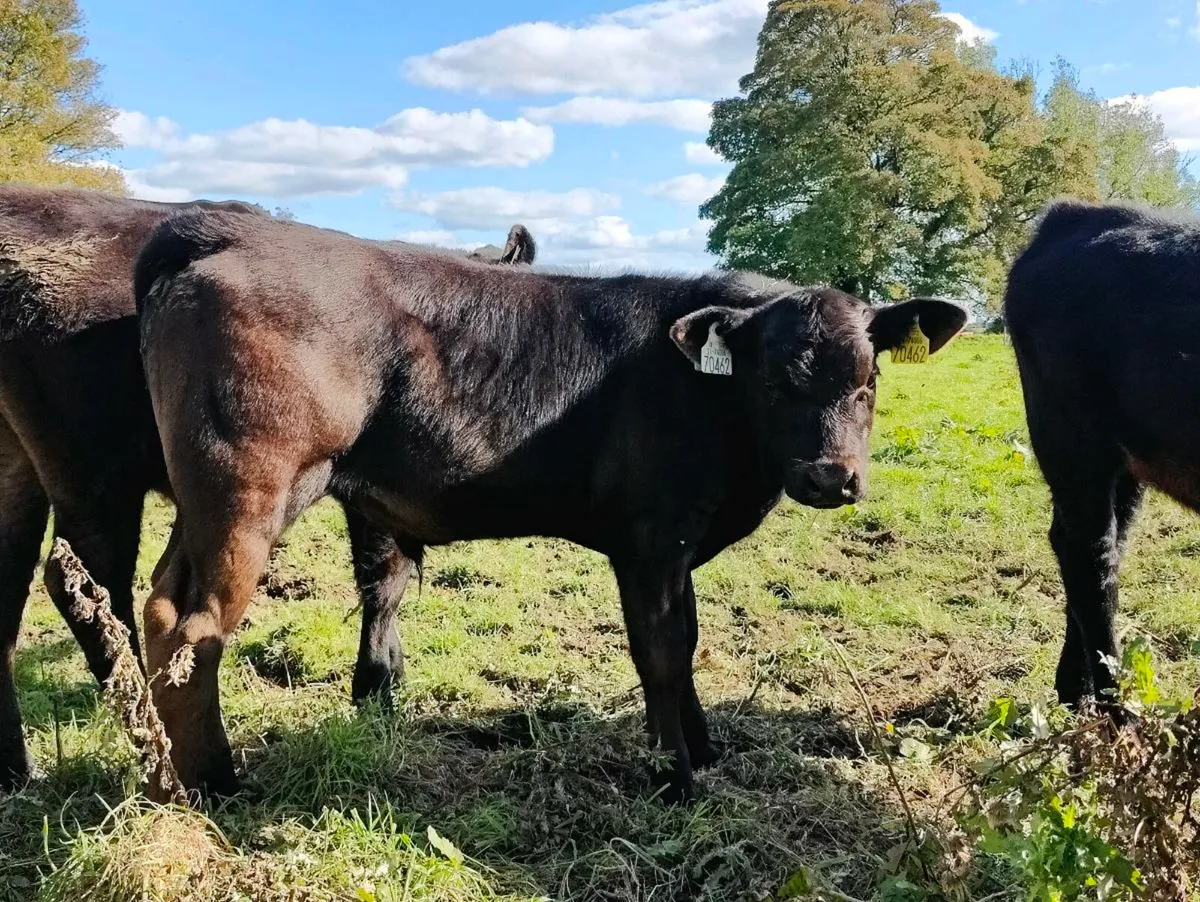 Limousine bull calf - Image 1