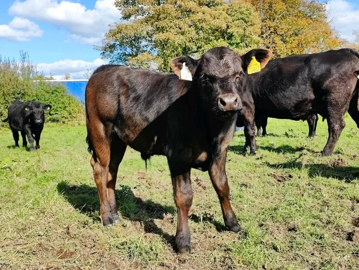 Limousine bull calf - Image 4