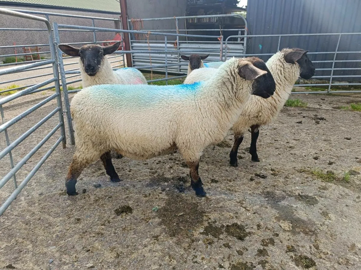 Ewe lambs - Image 1