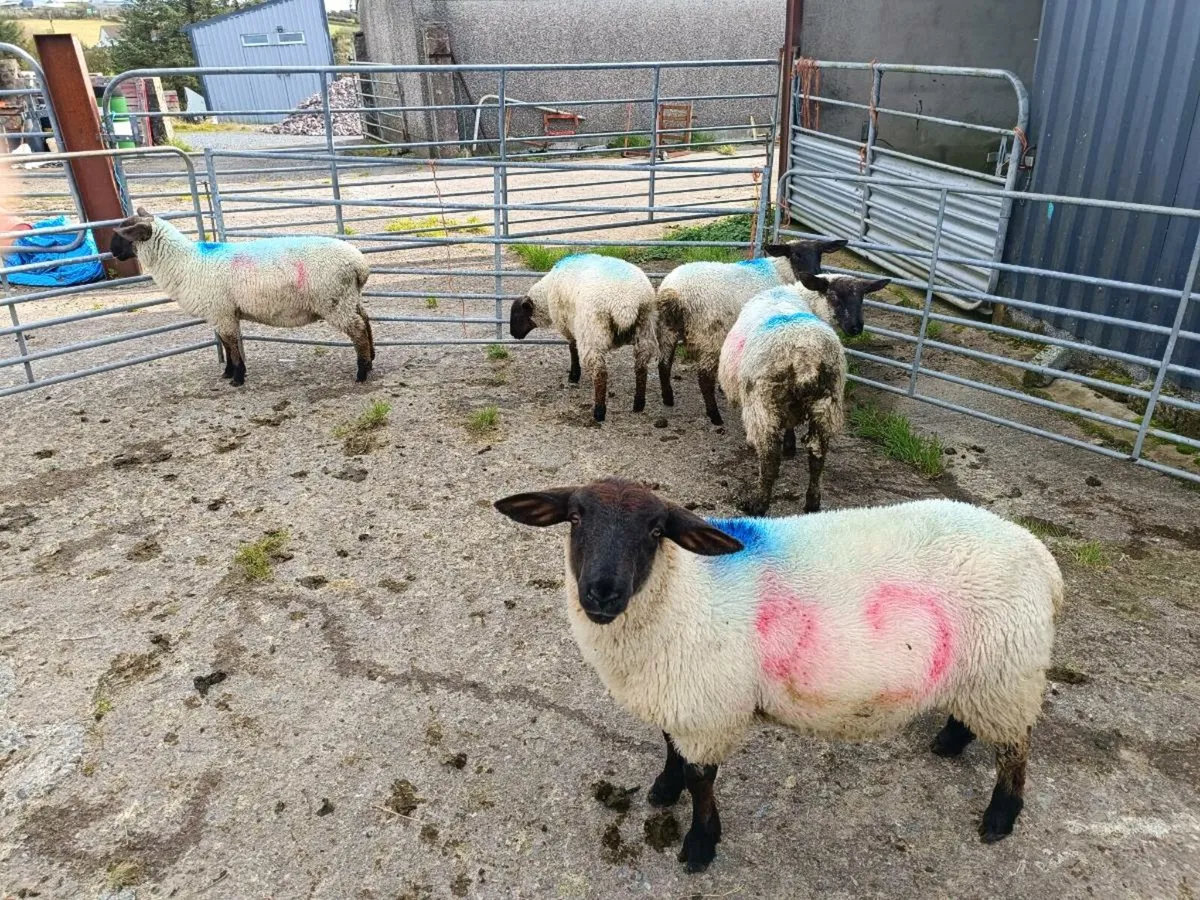 Ewe lambs - Image 2