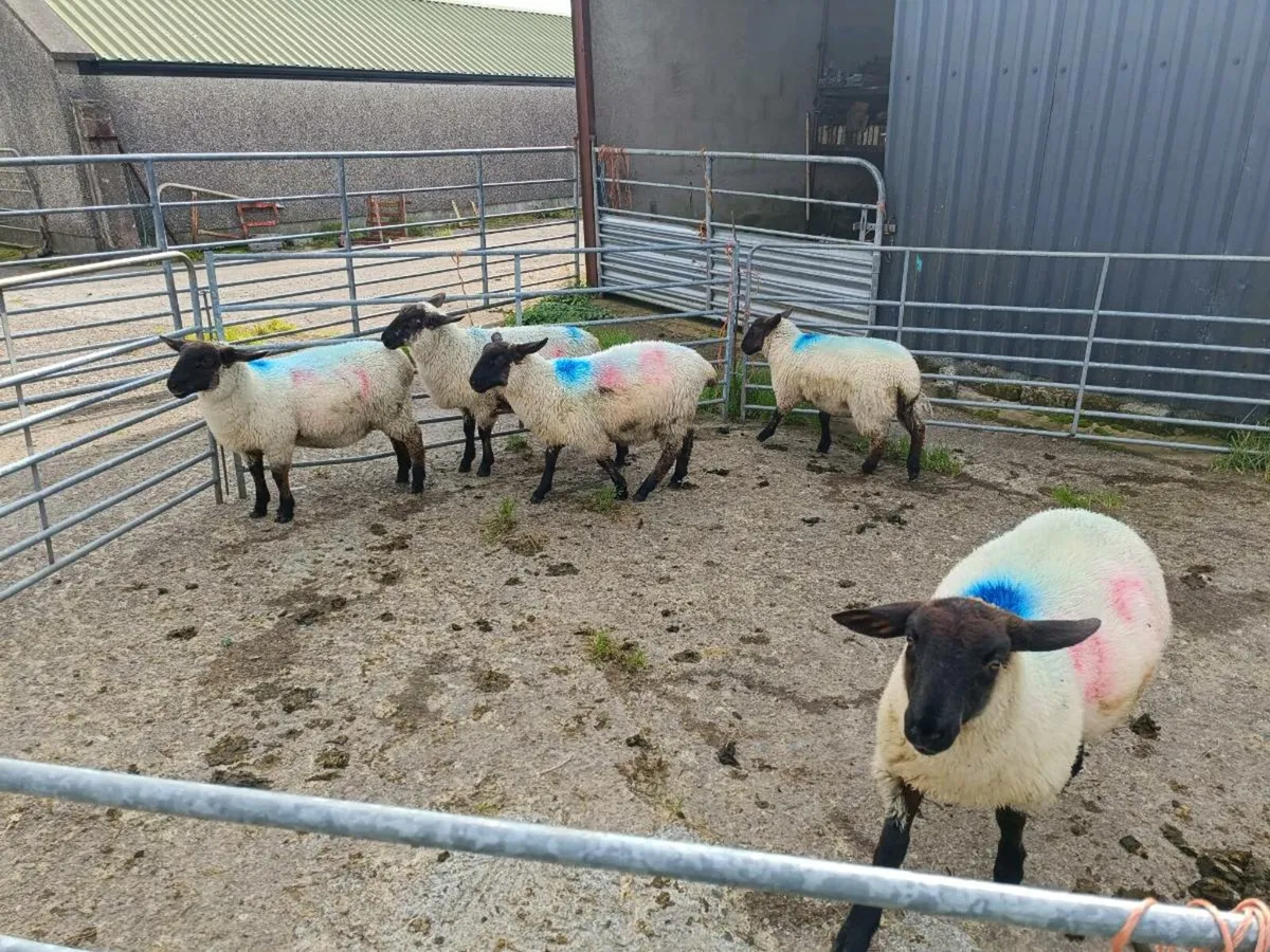 Ewe lambs - Image 3
