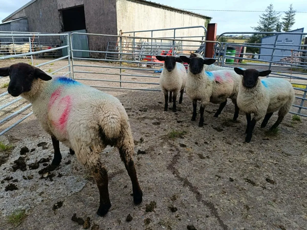 Ewe lambs - Image 4