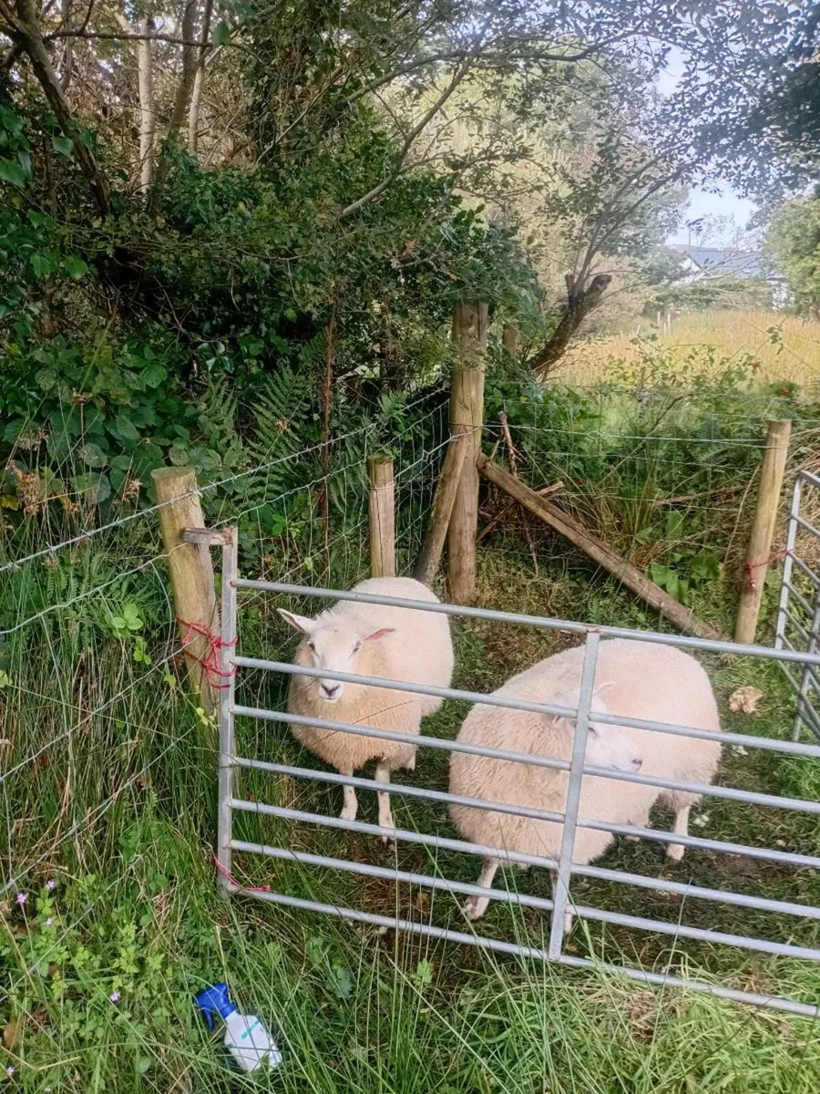 2 Belclare Ewe Lambs - Image 1