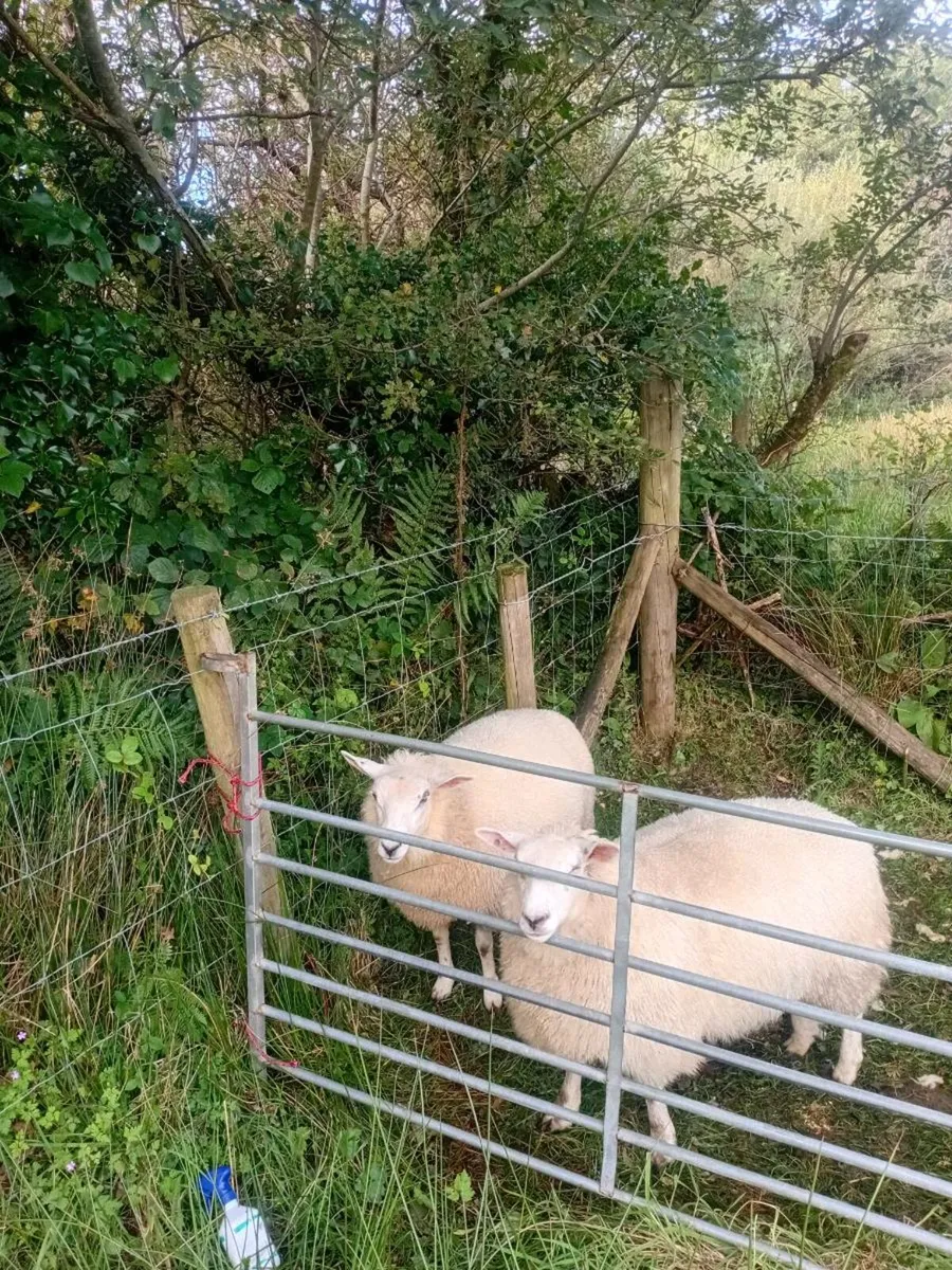 2 Belclare Ewe Lambs - Image 2