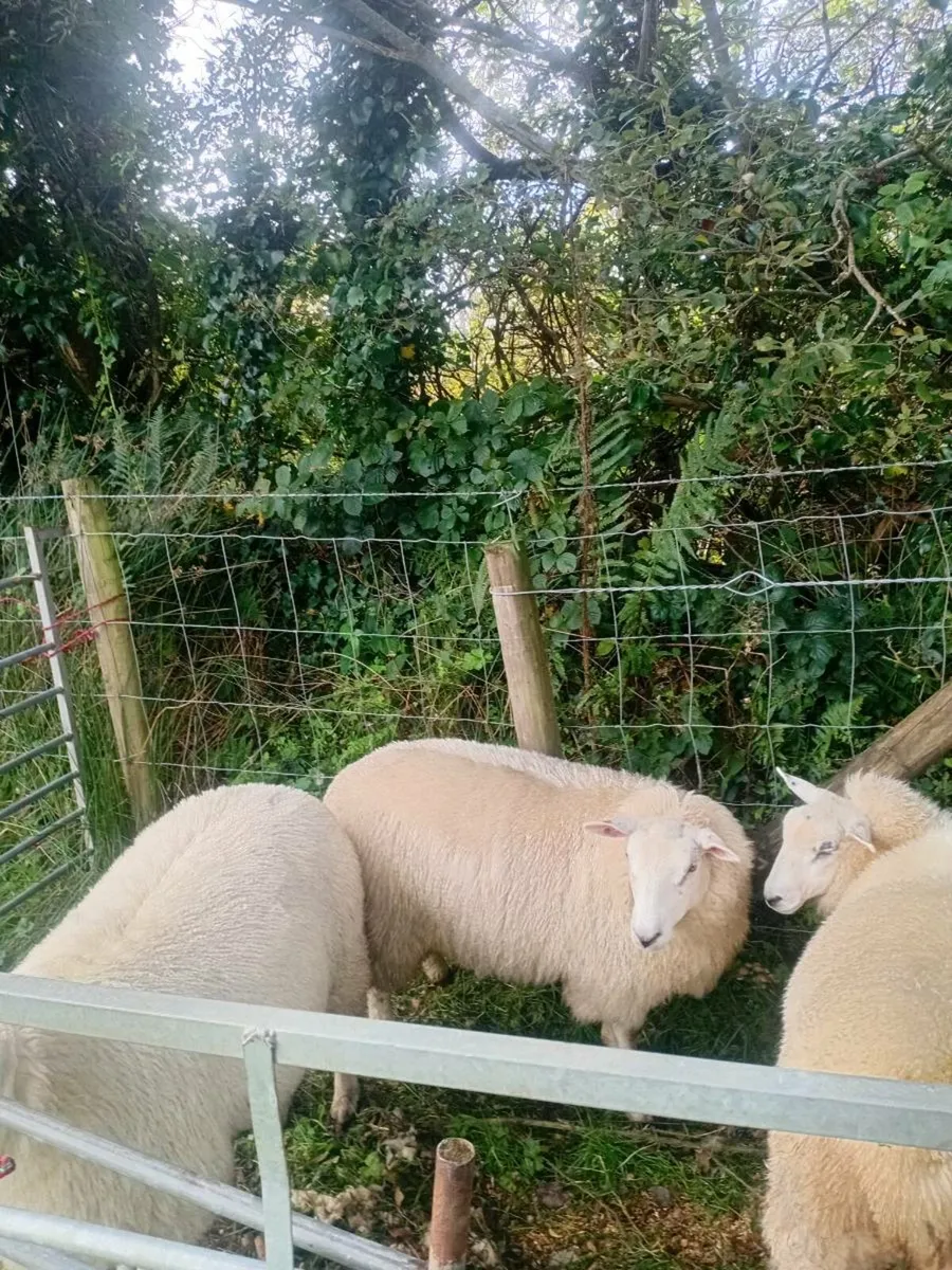 2 Belclare Ewe Lambs - Image 3
