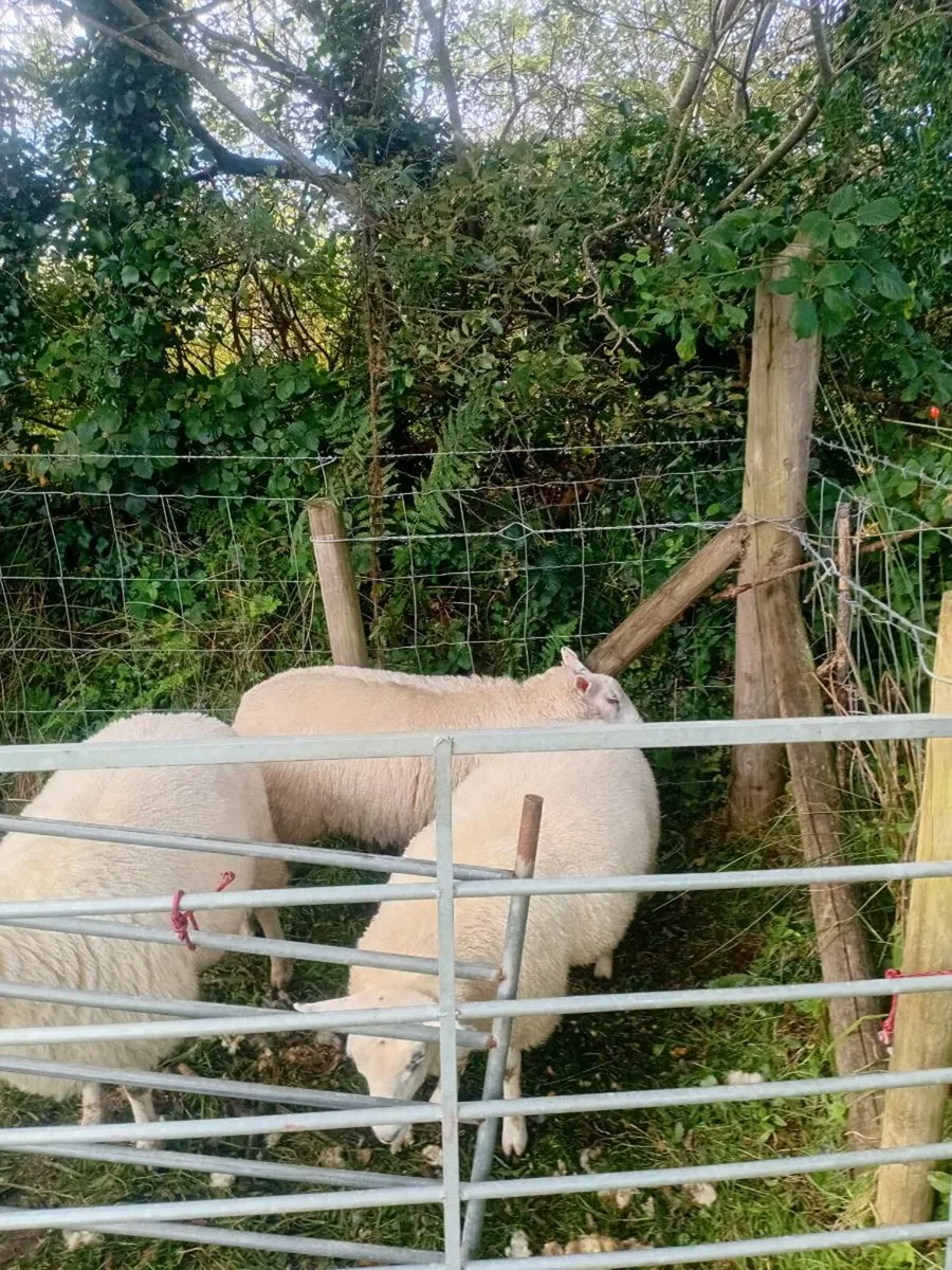 2 Belclare Ewe Lambs - Image 4