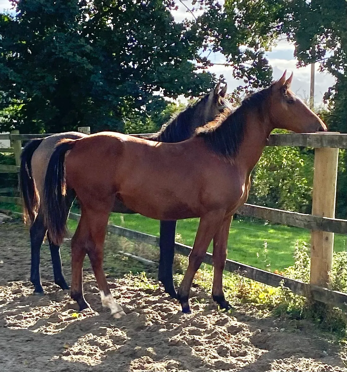 Conticco yearling - Image 1