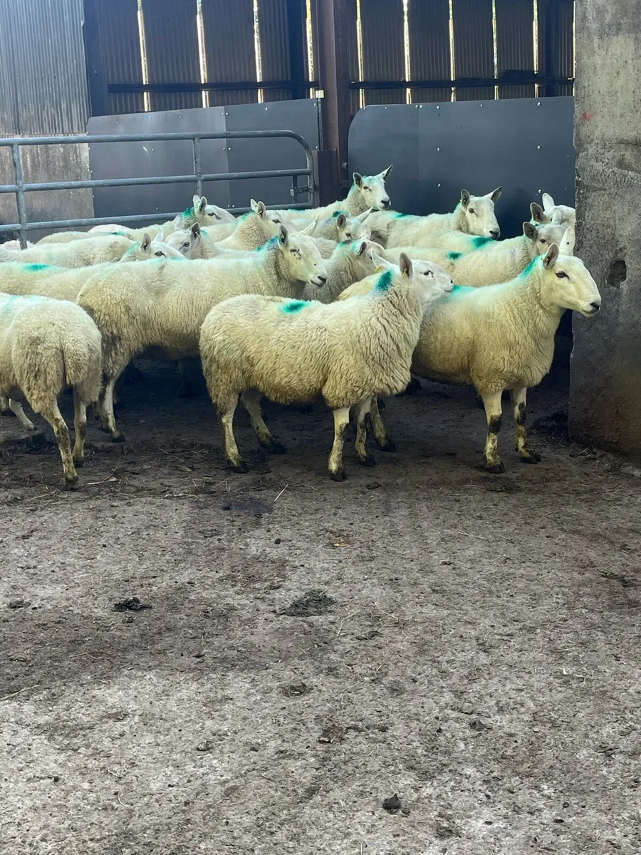 🤩15 Cheviot young ewes 🤩 - Image 1