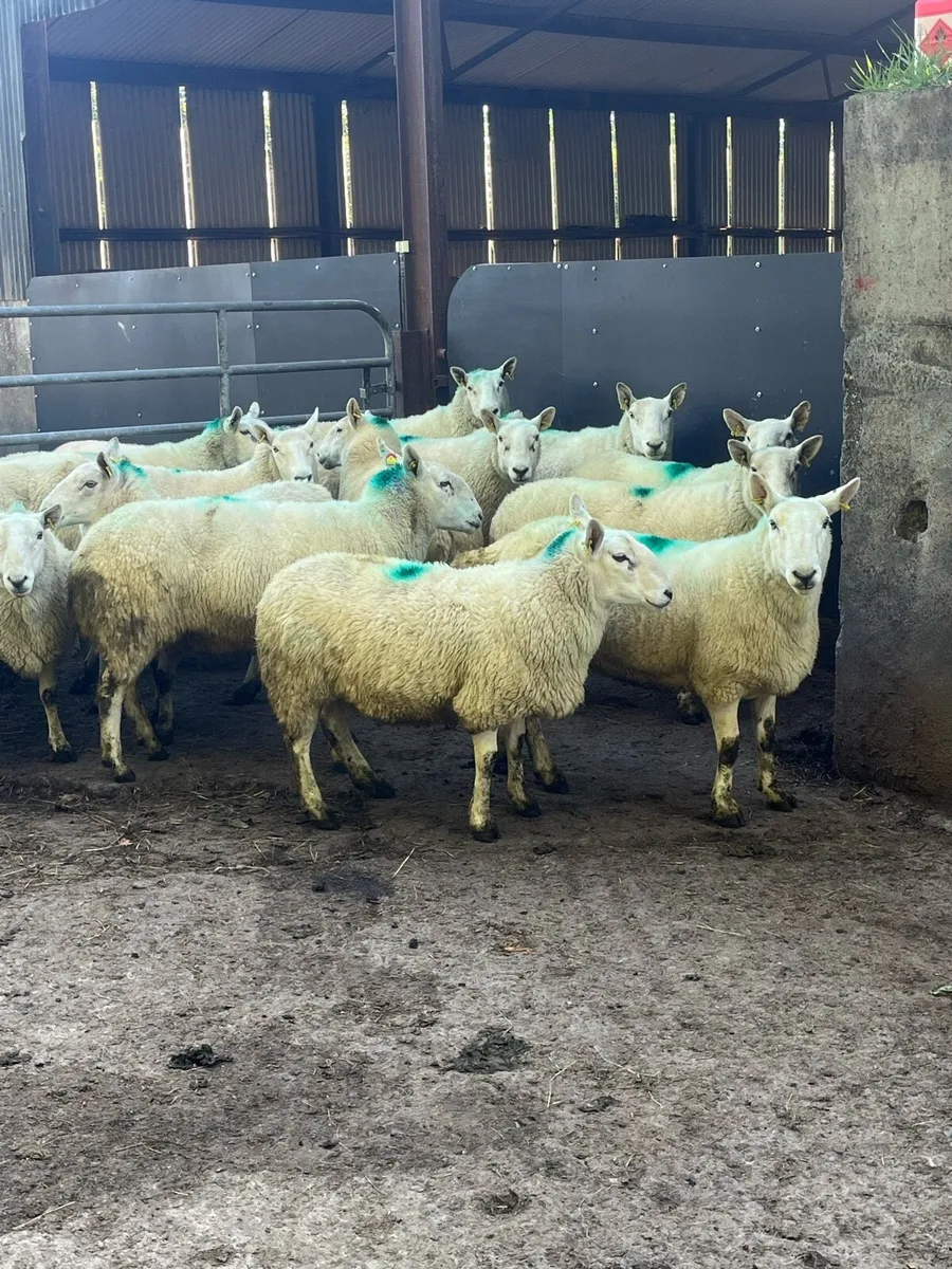 🤩15 Cheviot young ewes 🤩 - Image 2
