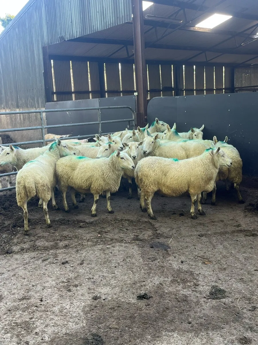 🤩15 Cheviot young ewes 🤩 - Image 3