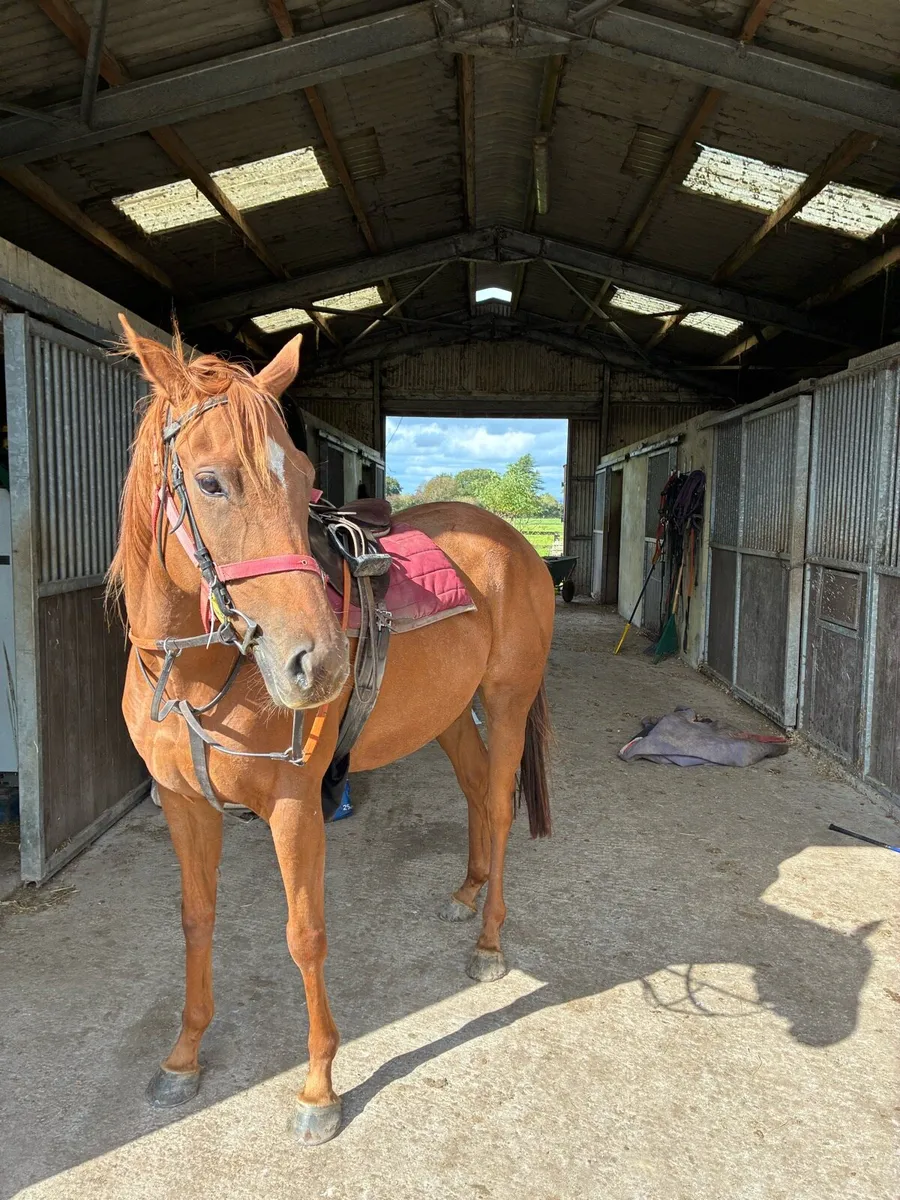 4yr riding mare - Image 1