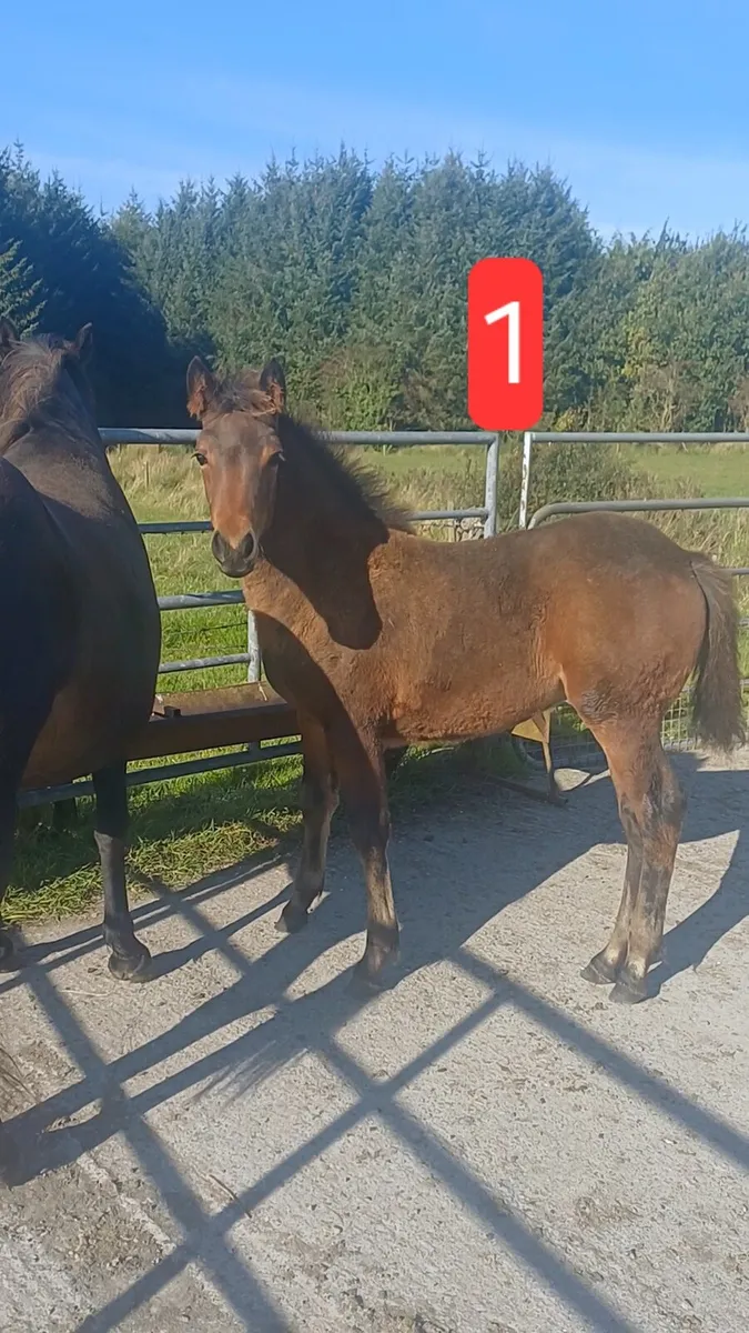 Connemara & Sport ponies - Image 1