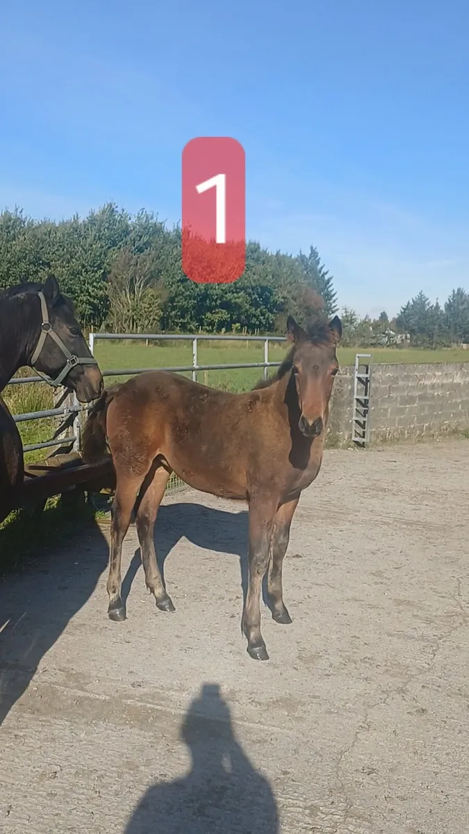 Connemara & Sport ponies - Image 2