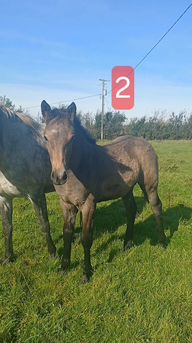 Connemara & Sport ponies - Image 3