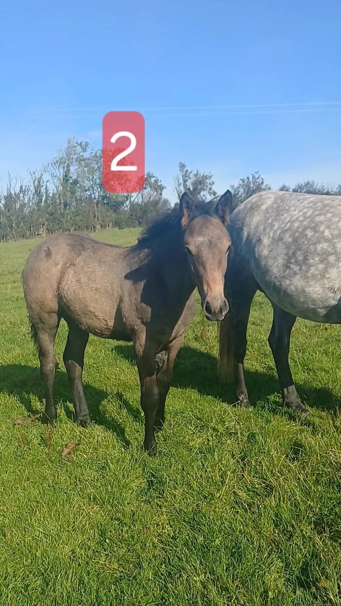 Connemara & Sport ponies - Image 4