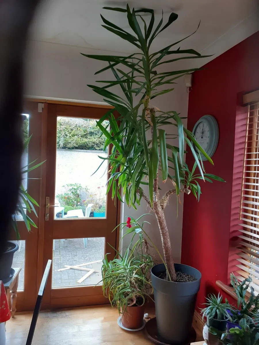 Indoor plant - Image 1