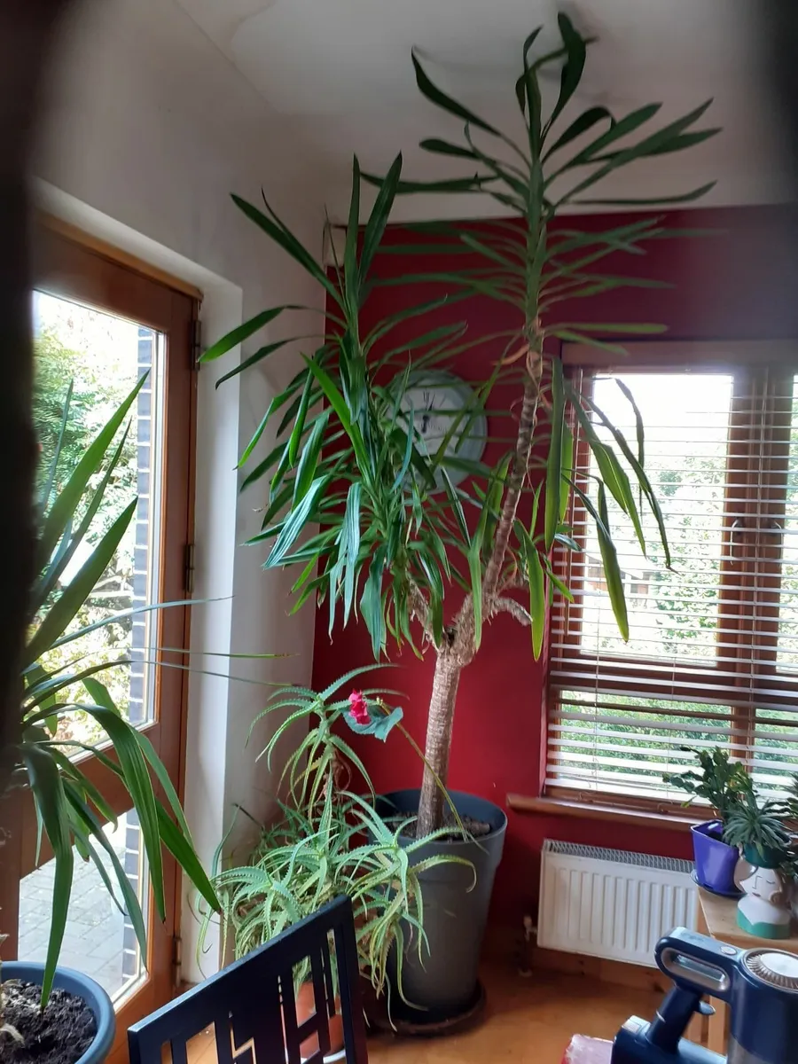 Indoor plant - Image 2