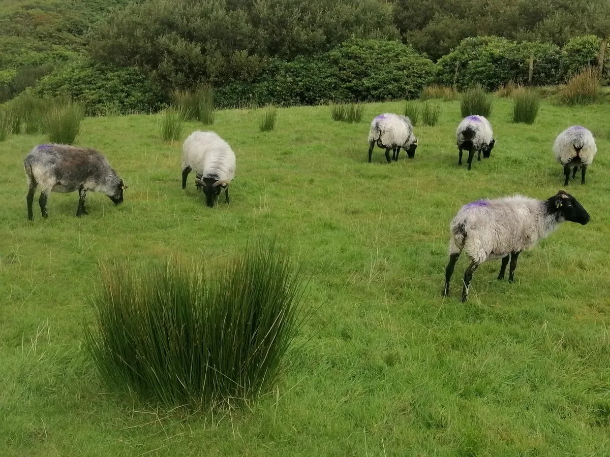 Sheep - Image 1