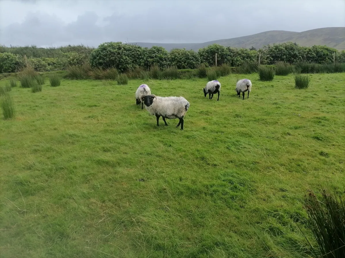 Sheep - Image 3