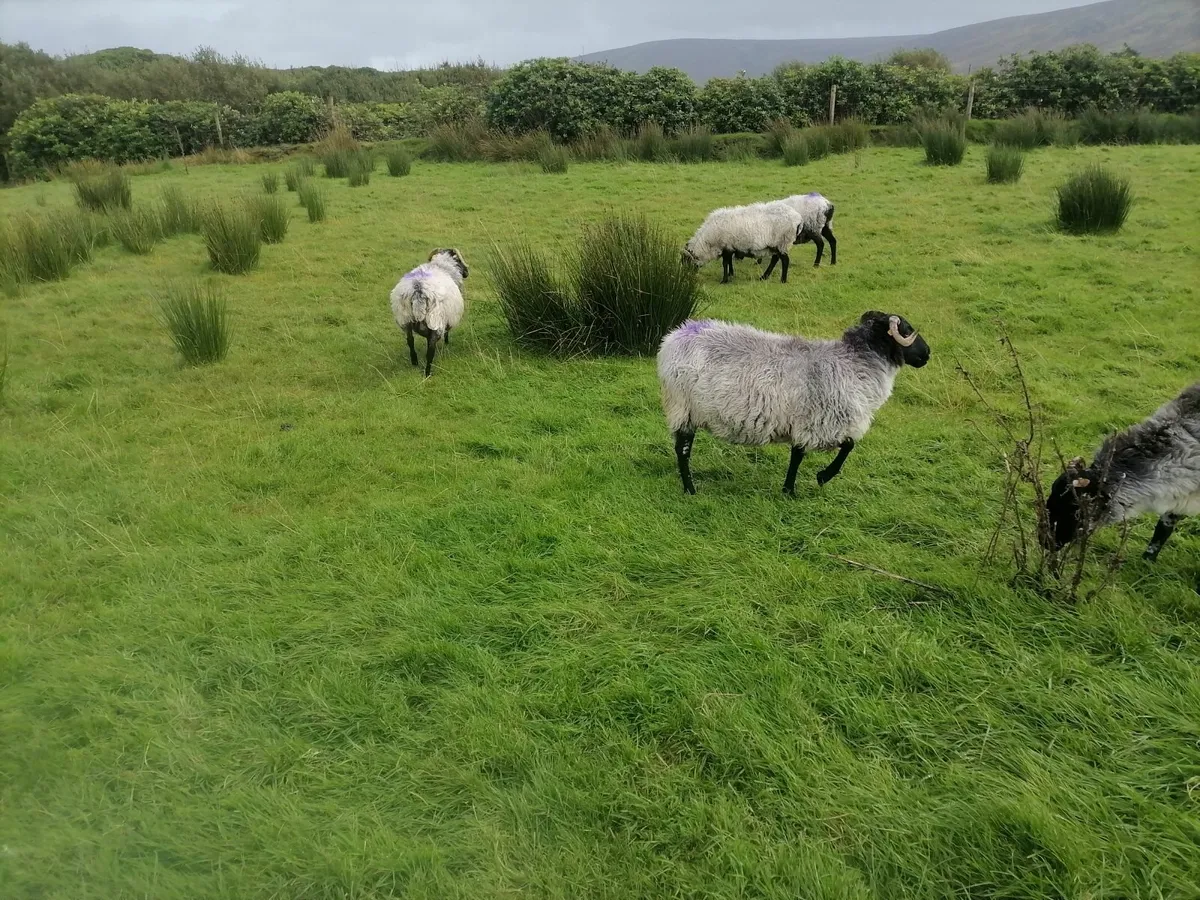 Sheep - Image 4