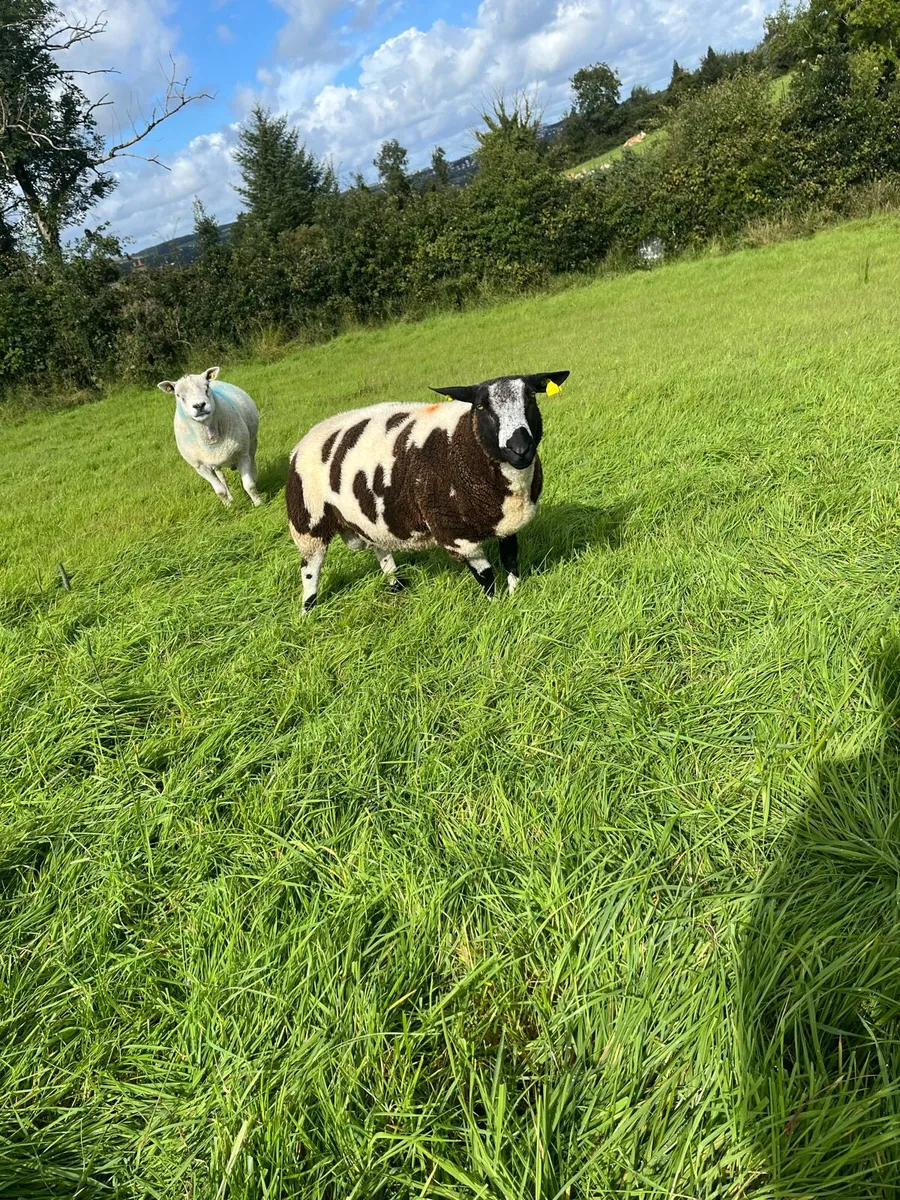 Dutch spotted ram - Image 1