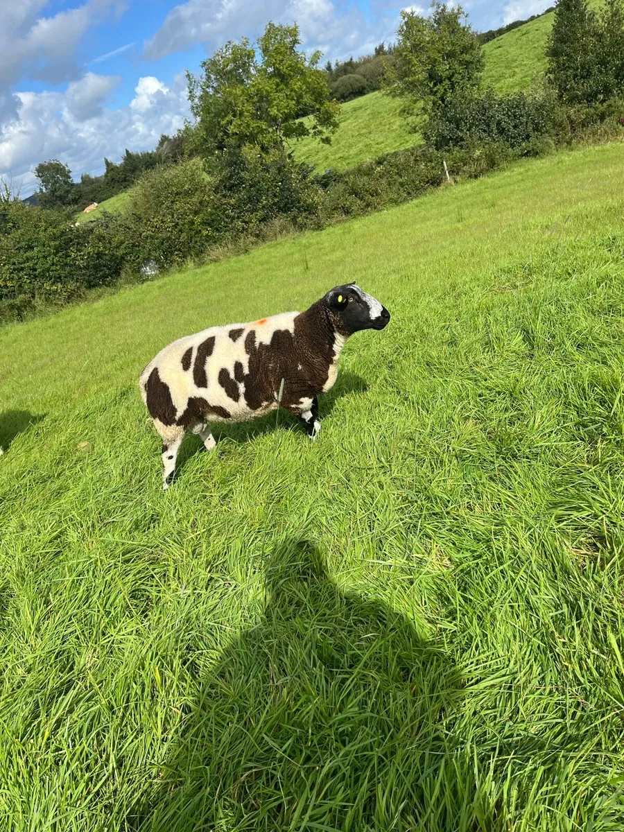 Dutch spotted ram - Image 3