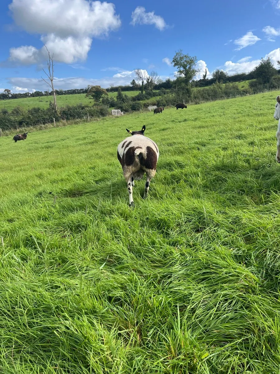 Dutch spotted ram - Image 4