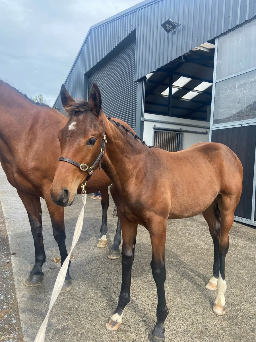 Eventing foal for sale - Image 1