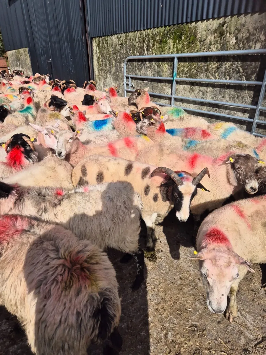 100 Low Land Ewes - Image 2