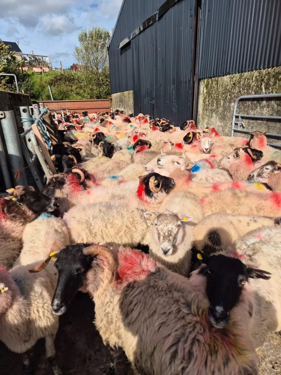 100 Low Land Ewes - Image 3