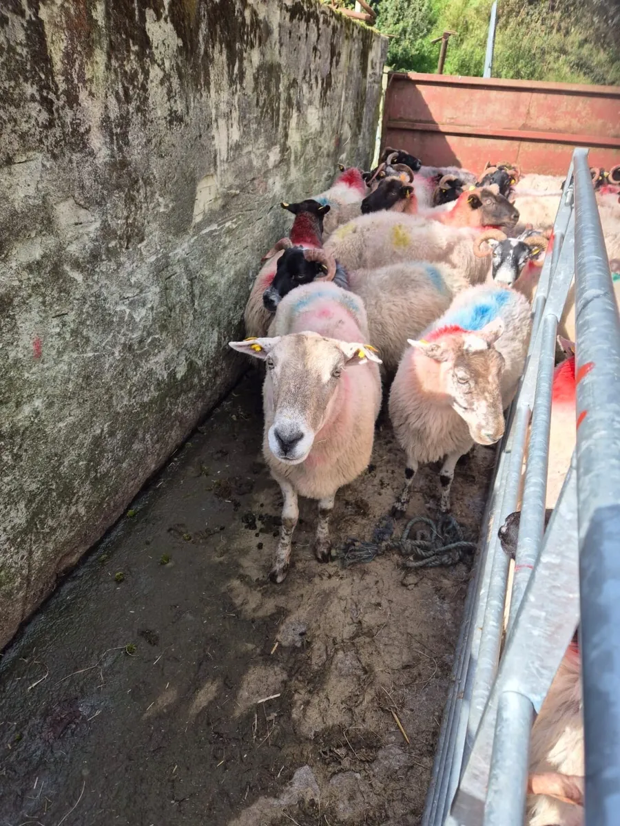 100 Low Land Ewes - Image 4
