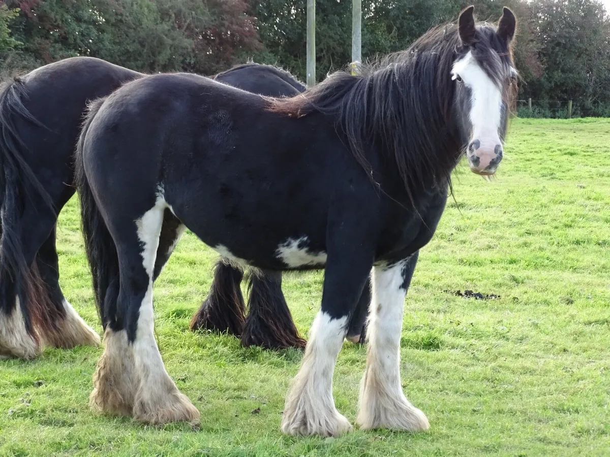 Top class 3 years old filly for sale - Image 1