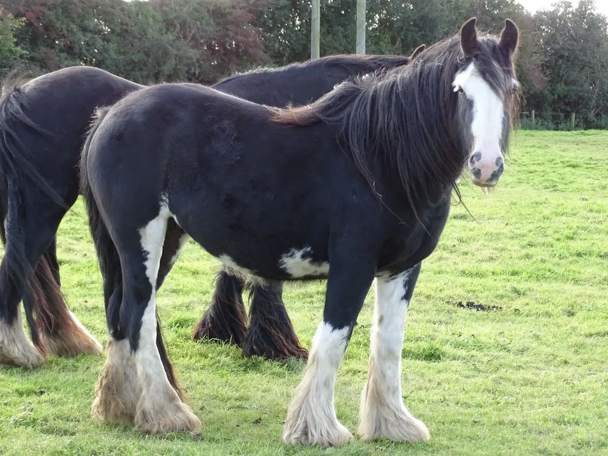 Top class 3 years old filly for sale - Image 2