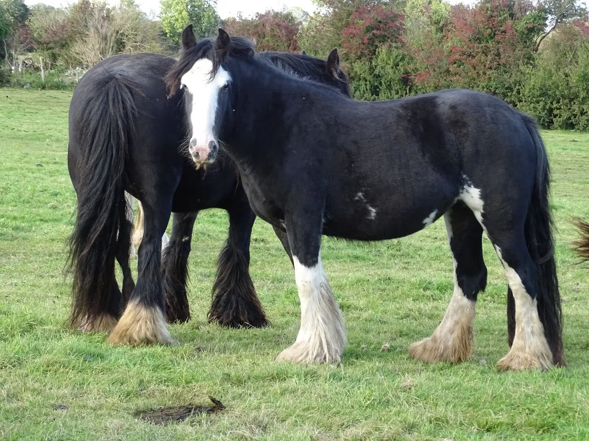Top class 3 years old filly for sale - Image 3