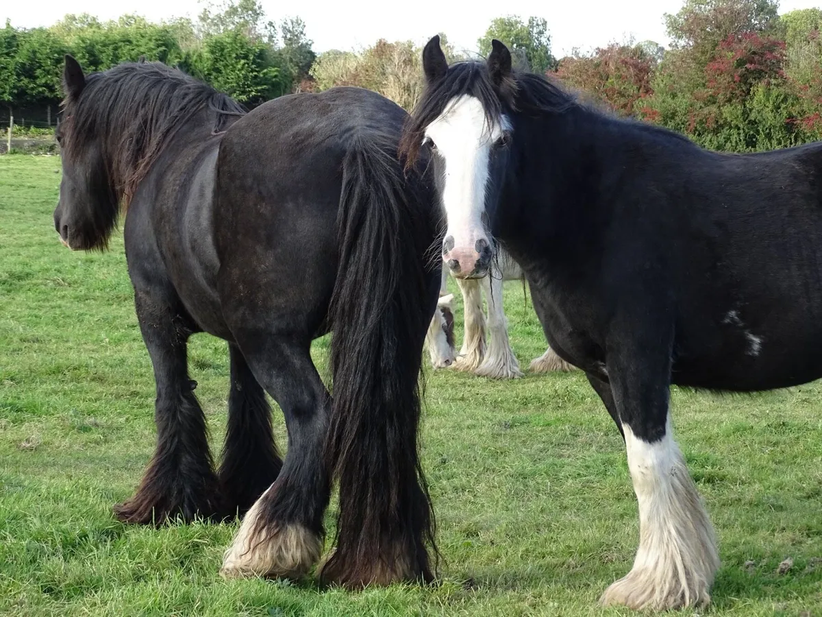 Top class 3 years old filly for sale - Image 4