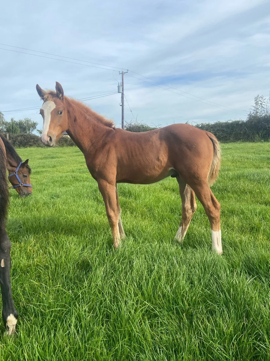 Durango VDL colt foal - Image 1