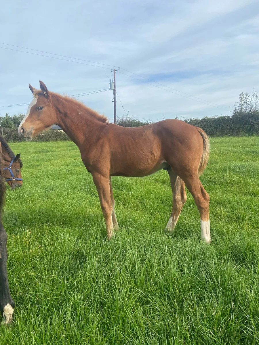 Durango VDL colt foal - Image 3