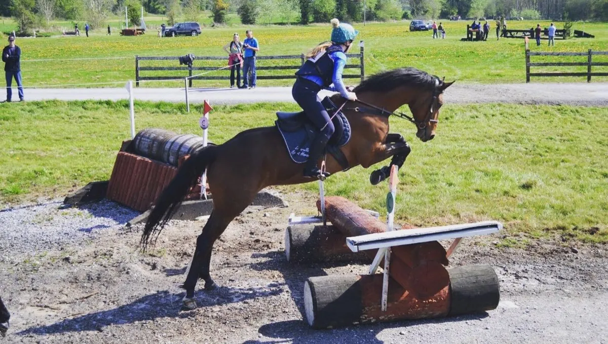 Eventing foal for sale - Image 2
