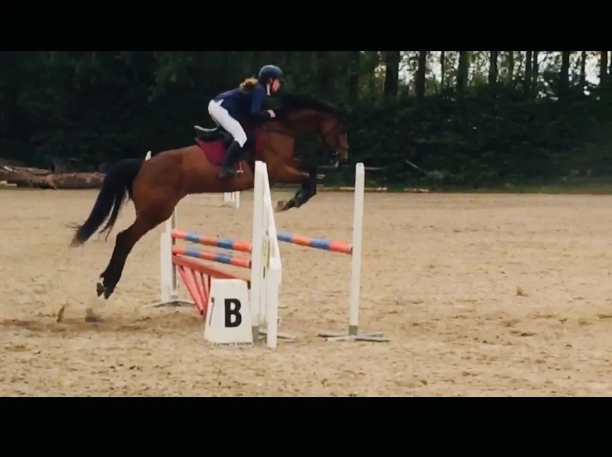 Eventing foal for sale - Image 3