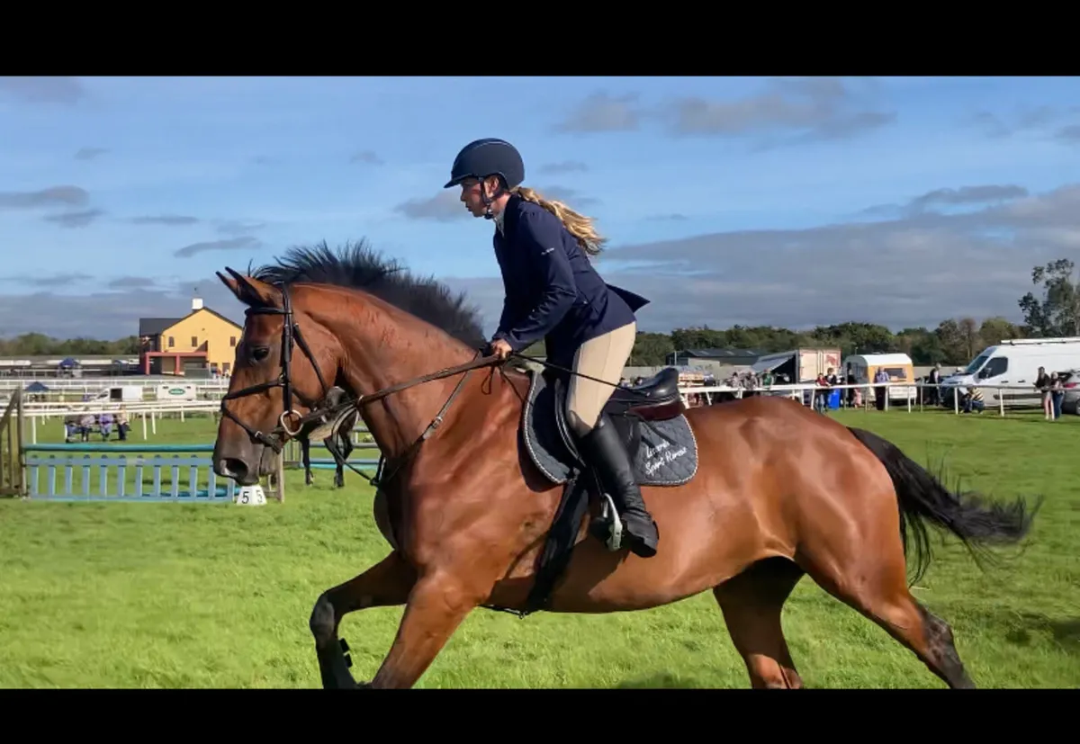 Eventing foal for sale - Image 4