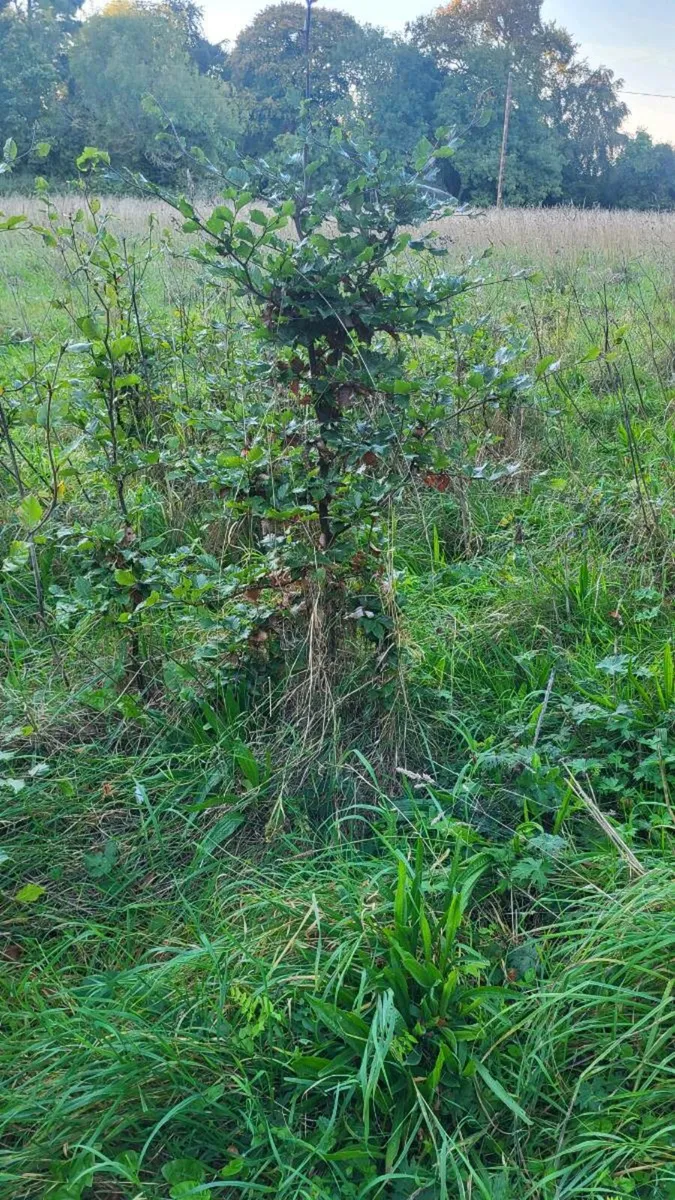 Tree saplings - Image 2