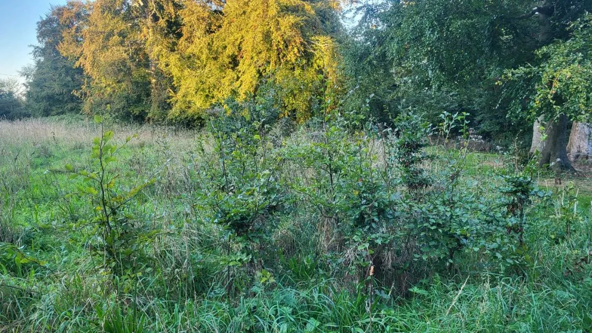 Tree saplings - Image 4