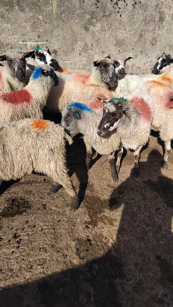 20 strong teeswater ewes - Image 3