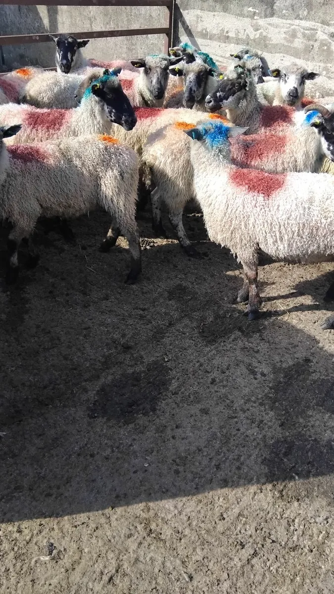 20 strong teeswater ewes - Image 4