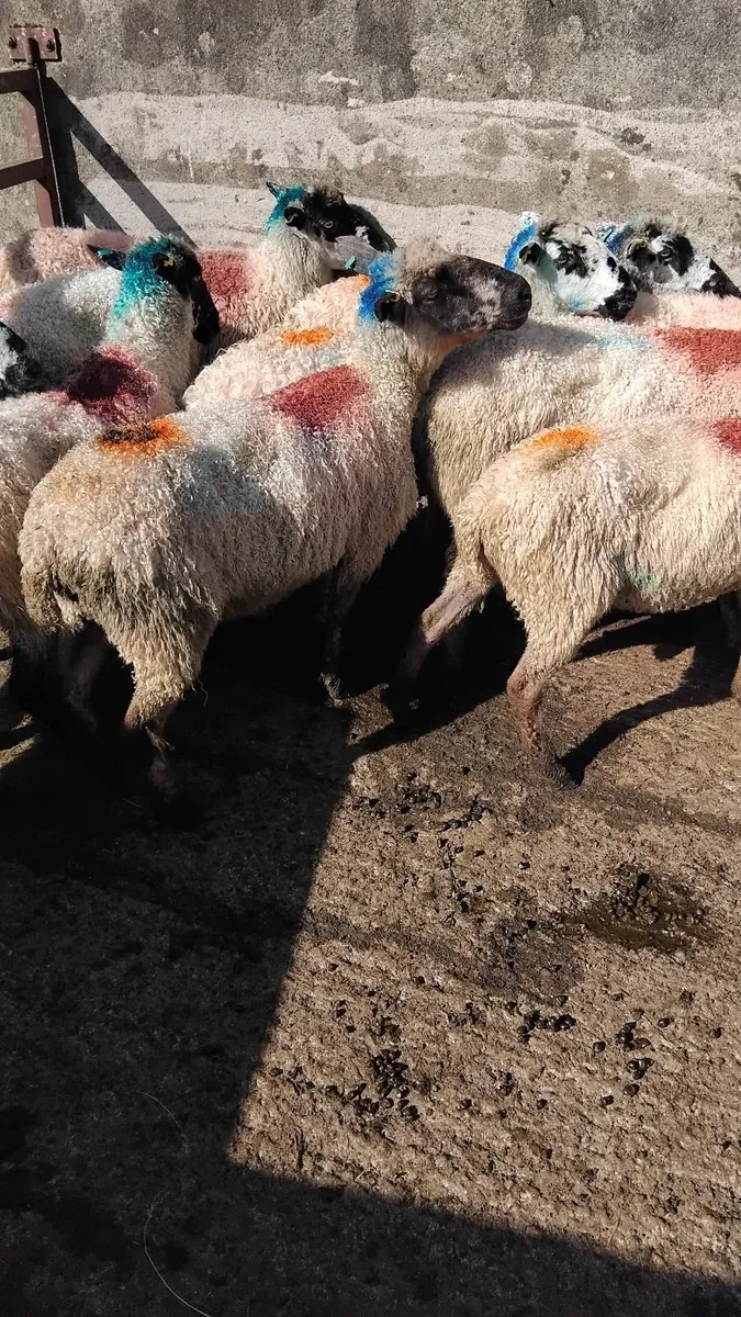 20 strong teeswater ewes - Image 1